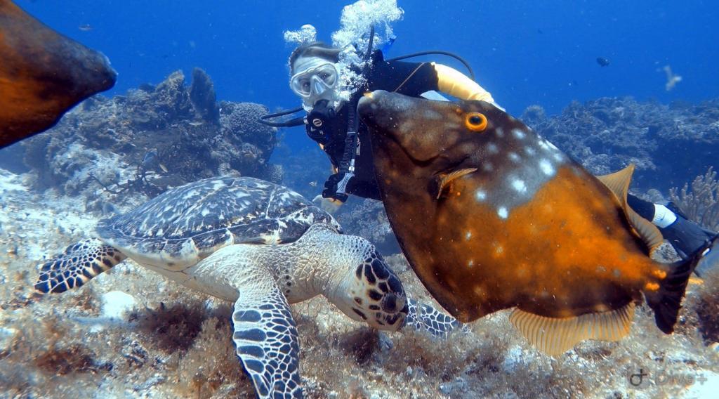 scuba diving riviera maya