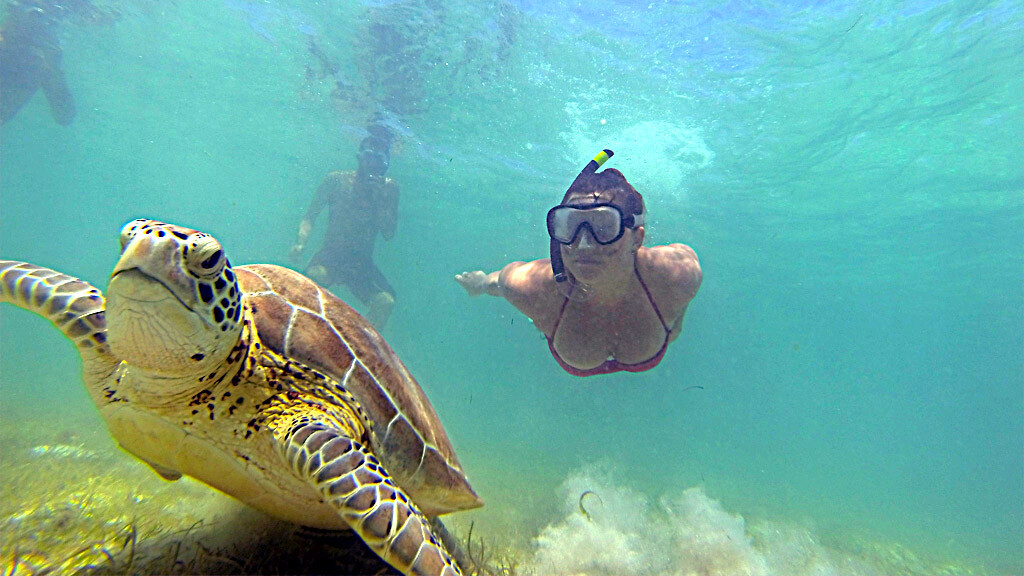 swim with turtles akumal