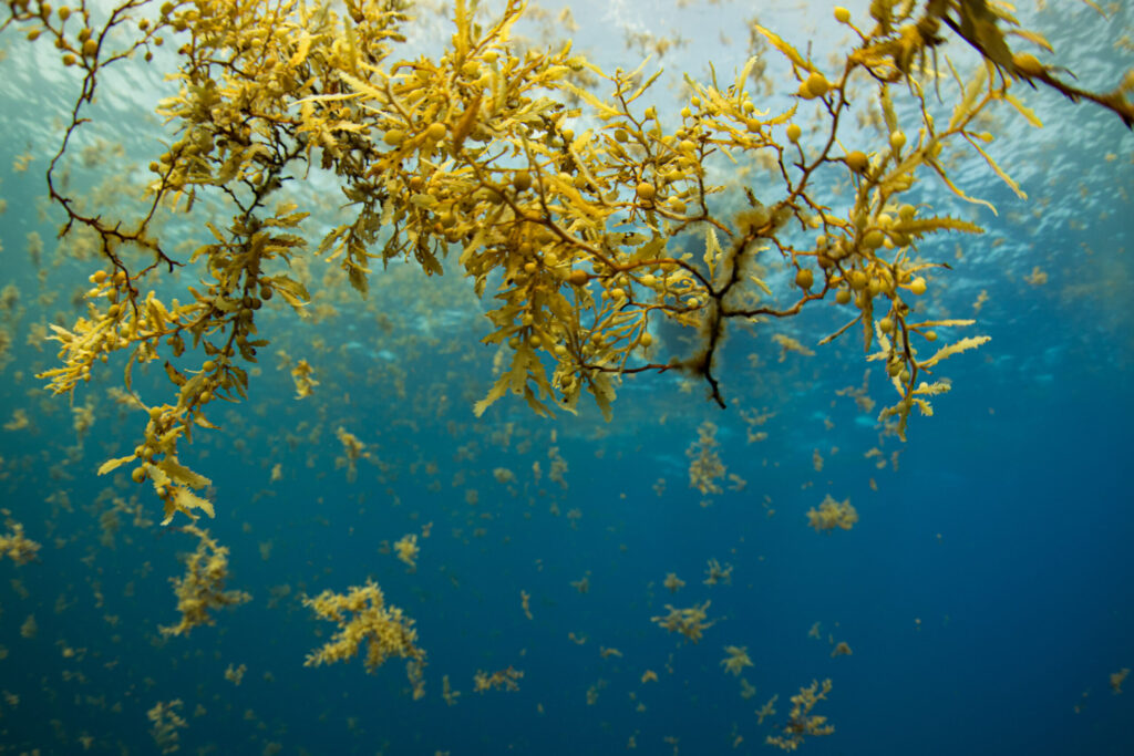 sargassum