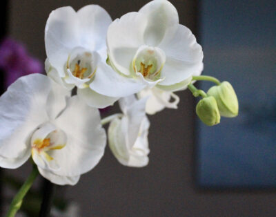 casa del muelle porta fortuna punta mita