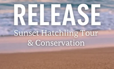 Puerto Vallarta Sea Turtle Release – Sunset Hatchling Tour & Conservation