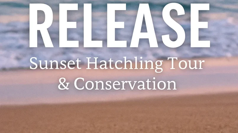 Baby Olive Ridley sea turtle crawling toward the ocean during a Puerto Vallarta sunset