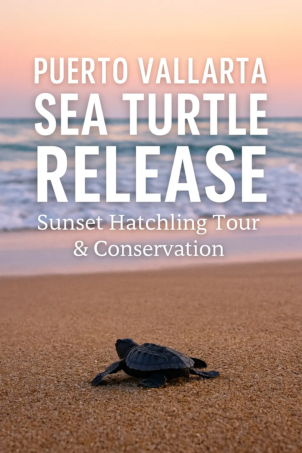 Baby sea turtle release on the beach at sunset in Puerto Vallarta