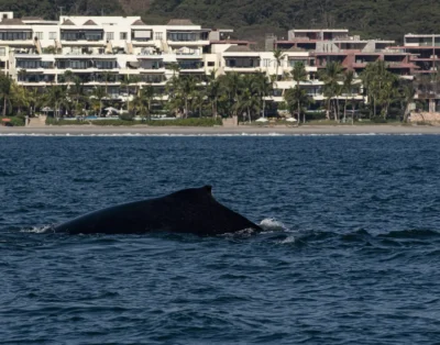casarena-punta-de-mita2