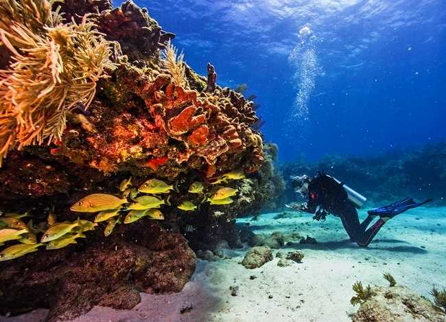 Snorkeling and diving in the clear waters of Los Arcos, Puerto Vallarta