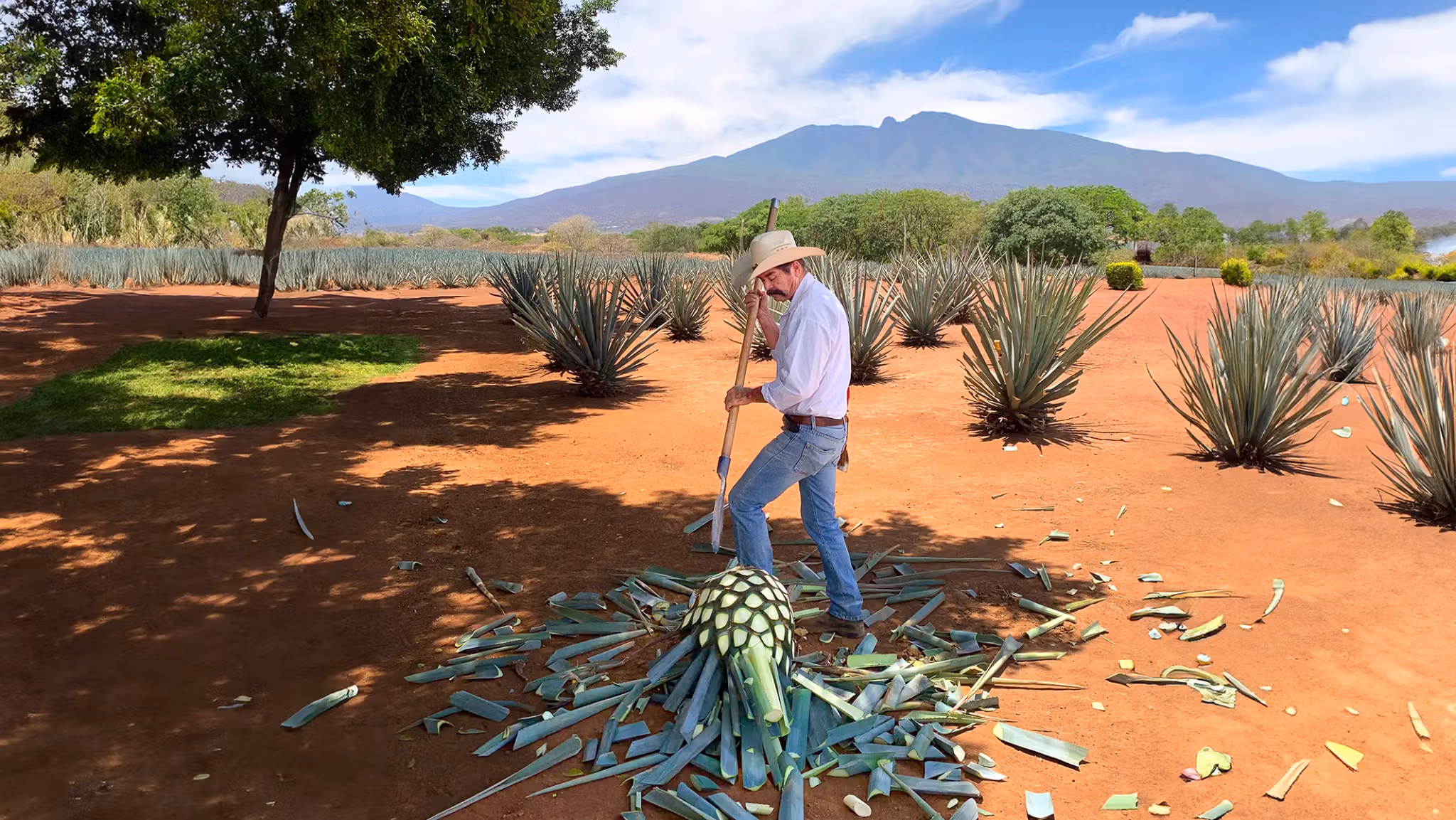 Tacos and tequila pairing food tour in Puerto Vallarta Zona Romantica