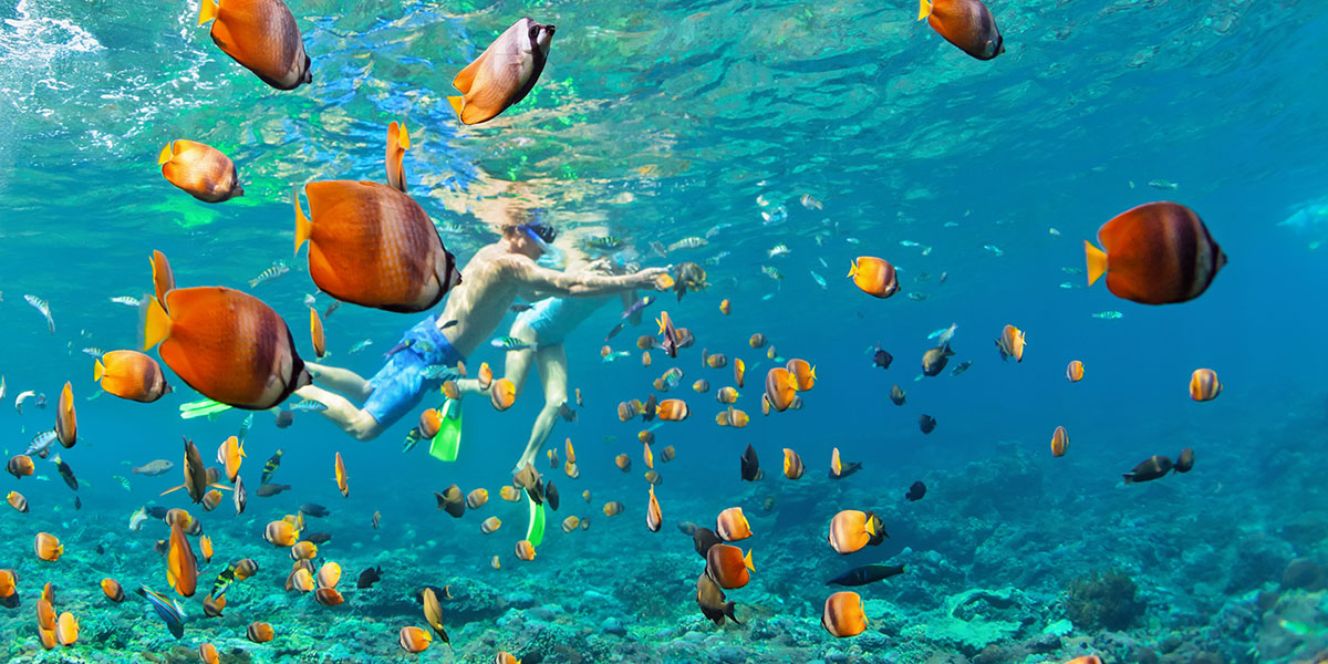 Cabo Pulmo National Park coral reef snorkeling with schools of fish and sea turtles Baja California