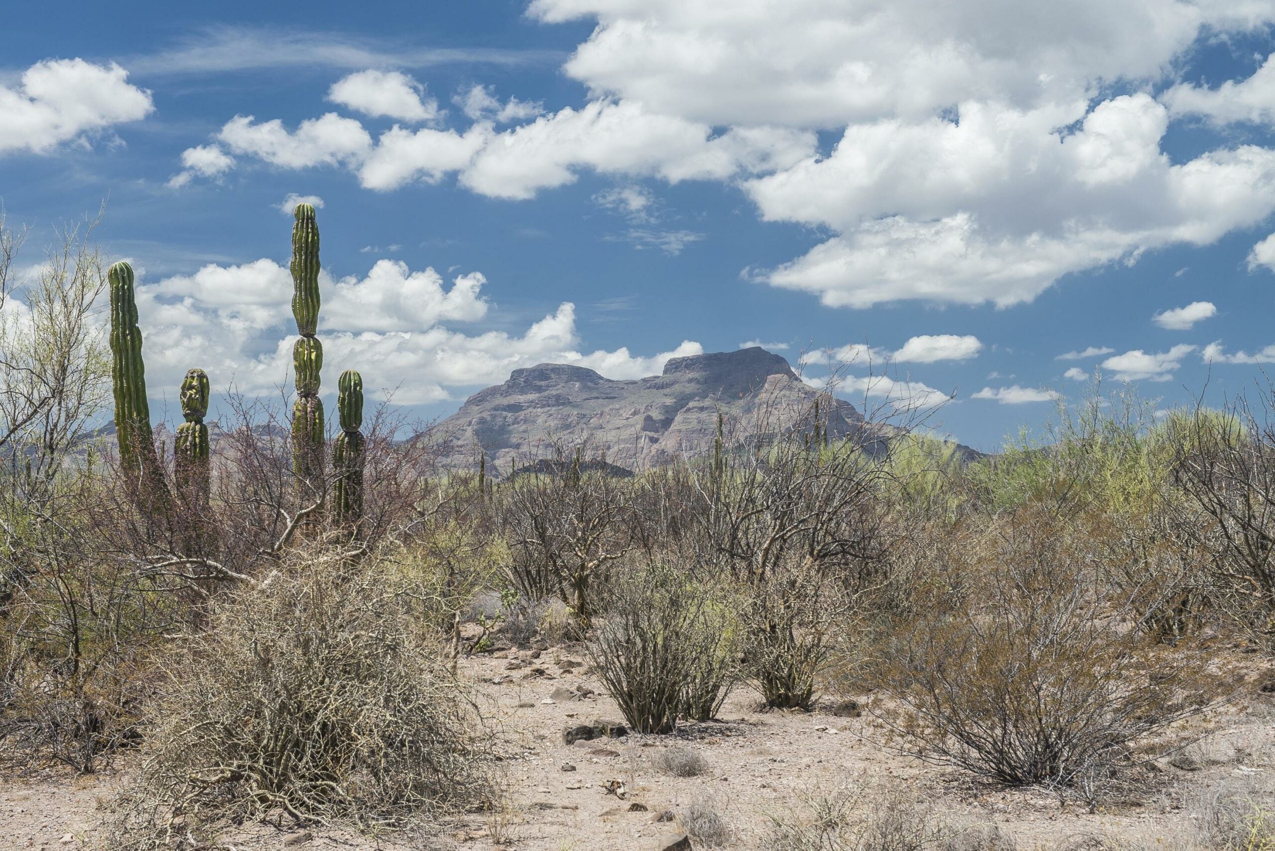 Baja California desert landscape with cardon cactus and Pacific Ocean views near Cabo San Lucas