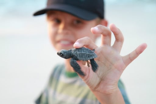 Baby sea turtle release at sunset on Punta Mita beach