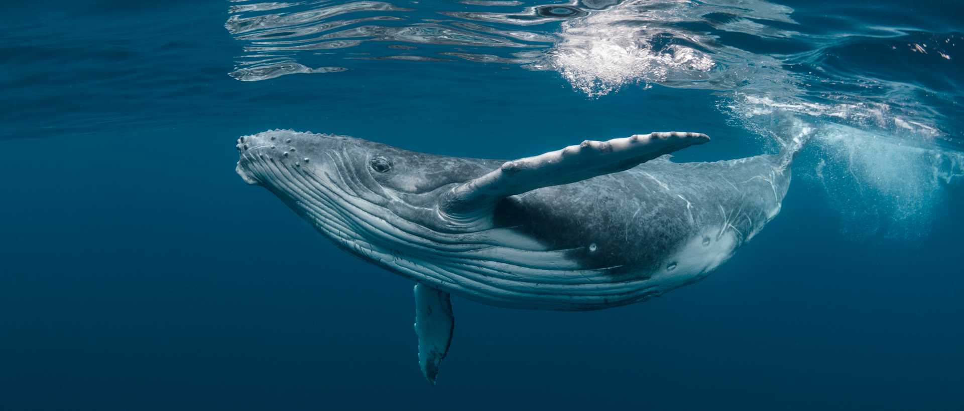 Humpback whale surfacing in Banderas Bay during a marine biology research tour