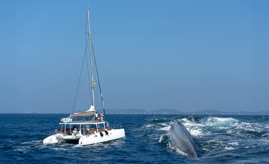Catamaran whale watching cruise departing from Puerto Vallarta into Banderas Bay